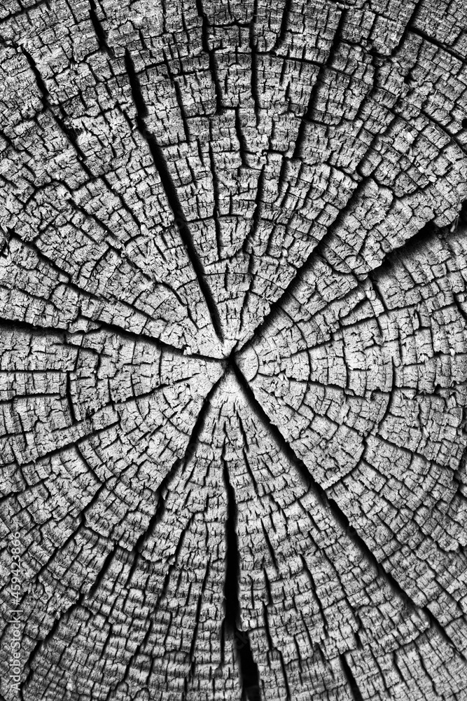 Black and white old wooden cut surface with cracks and annual rings. 