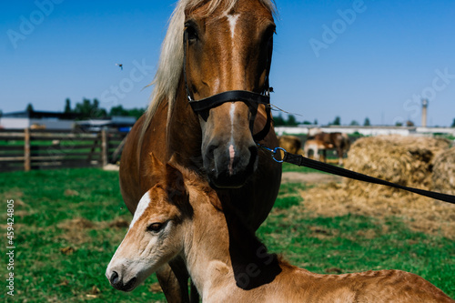 Horse mare and her very small foal on a farm