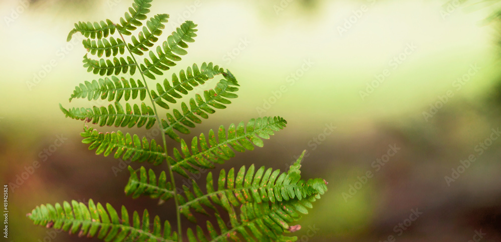 Tekstura zielonego jesiennego liścia paproci z nieostrym  rozświetlonym słońcem tłem. Panorama, tapeta. - obrazy, fototapety, plakaty 