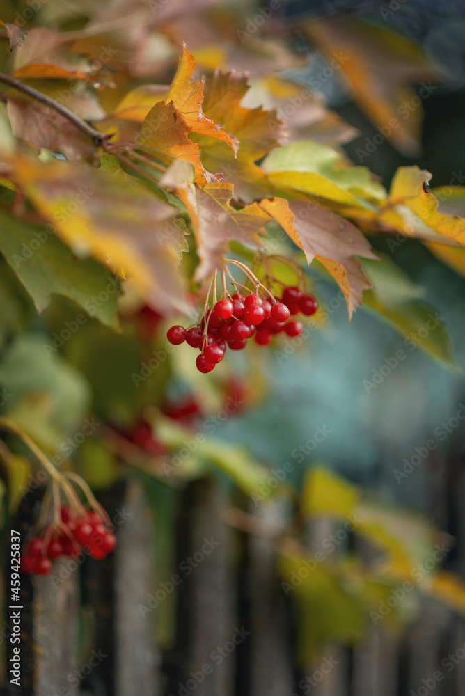 Photo of a red viburnum near a wooden fence. Photo of a red viburnum near a wooden fence.