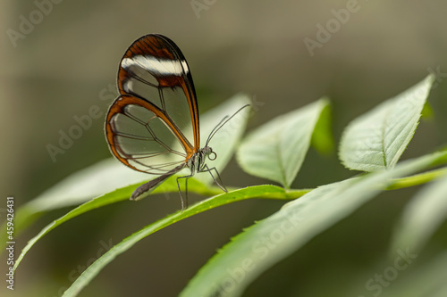 Beautiful Glasswing Butterfly (Greta oto) on a leaf with raindrops in a summer garden. In the amazone rainforest in South America. Presious Tropical butterfly. 