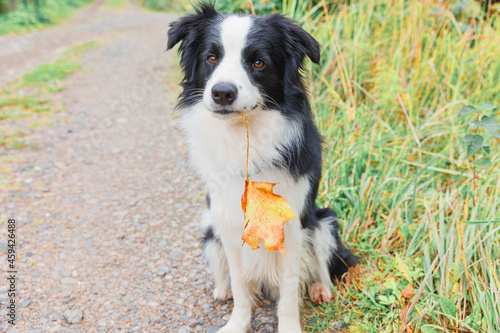 Funny puppy dog border collie with orange maple fall leaf in mouth sitting on park background outdoor. Dog sniffing autumn leaves on walk. Hello Autumn cold weather concept.