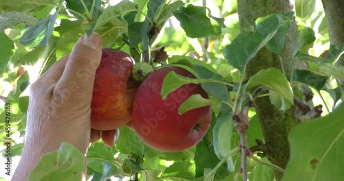 autumn harvest of apples in the orchard 
