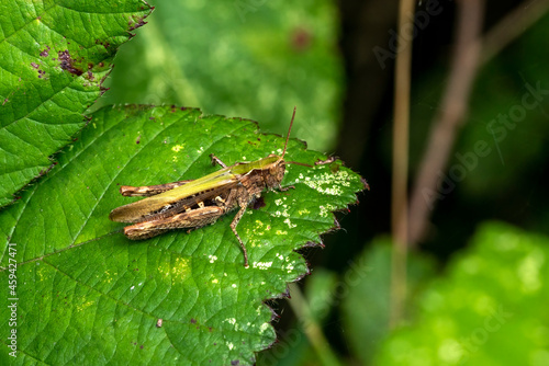 Common field grasshopper (Chorthippus brunneus) a common green brown insect species found in fields meadows hedges and gardens, stock photo image photo