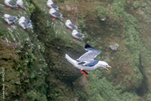 Red-legged Kittiwakes (Rissa brevirostris) at colony in St. George Island, Pribilof Islands, Alaska, USA photo