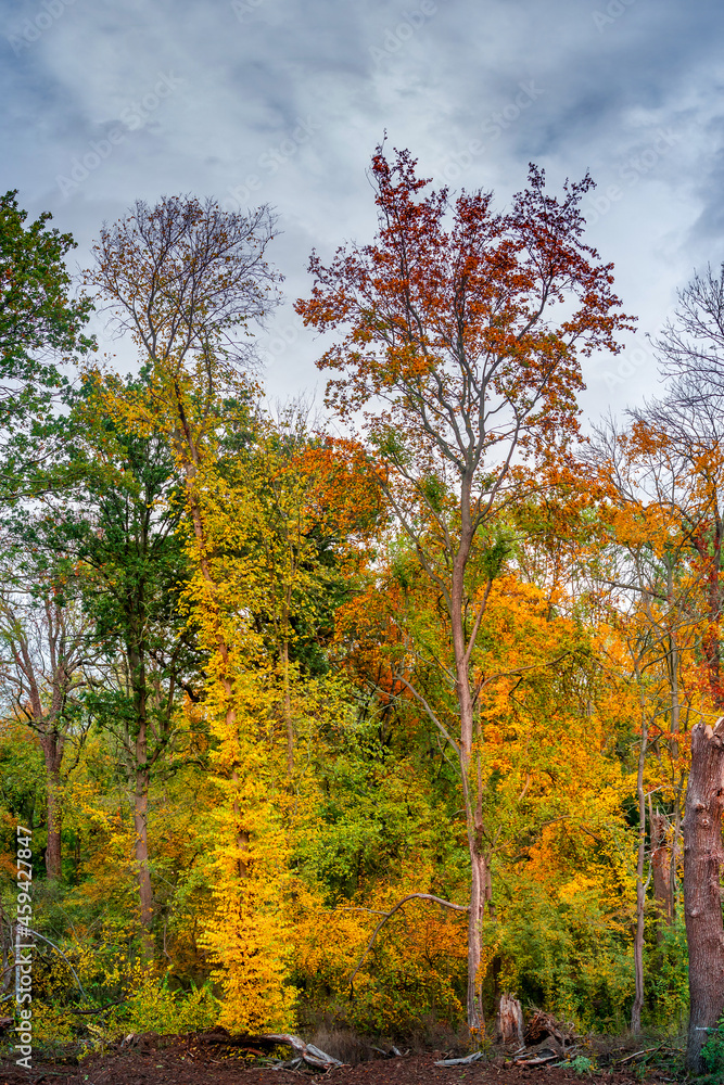 Hiking through dense woods as northern hemisphere jungle with many different plants in golden Autumn colors, panorama, with dramatic rainy sky. Hiking through dense woods as northern hemisphere jungle with many different plants in golden Autumn colors, panorama, with dramatic rainy sky.