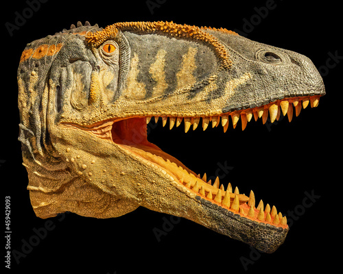 Portrait view of a reconstructed Carcharodontosaurus head photo