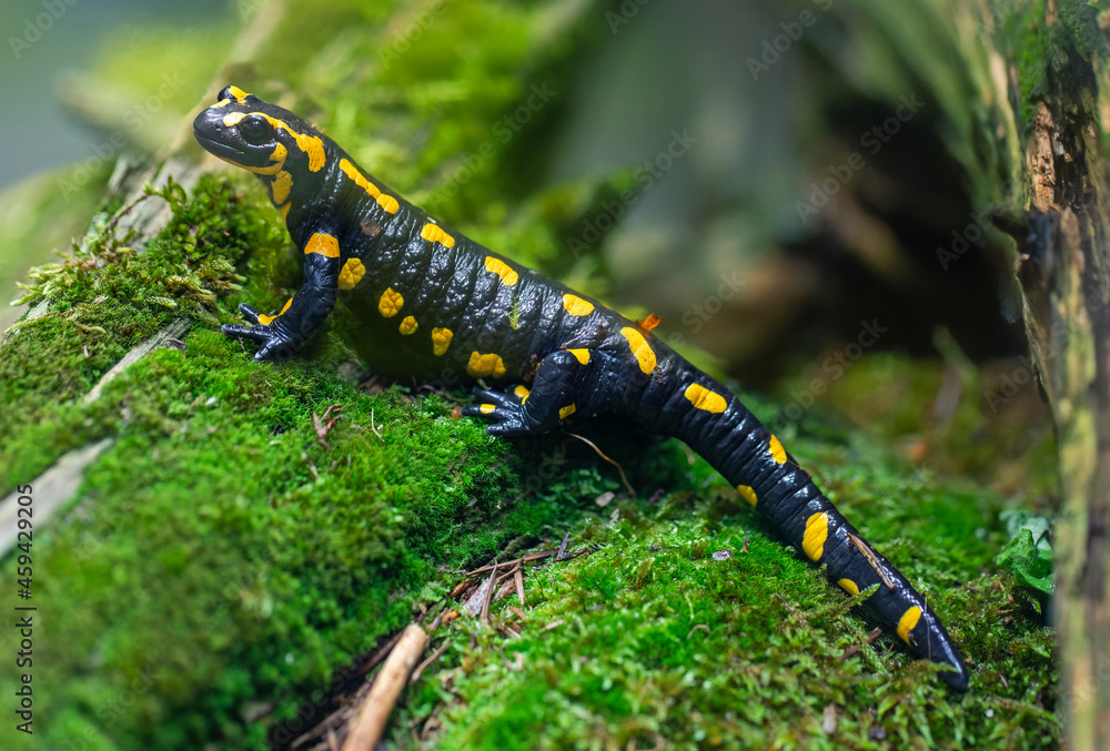 Portrait view of a Fire salamander (Salamandra salamandra) Portrait view of a Fire salamander (Salamandra salamandra)