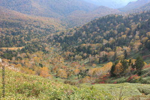 秋の尾瀬。アヤメ平を越え、尾瀬ヶ原へと向かう。クマザサとダケカンバの美しい景色。