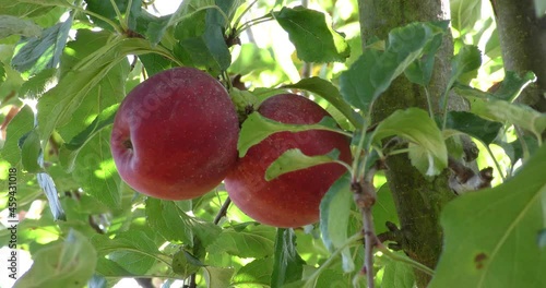 Colorful outdoor shot containing a bunch of red apples on a branch ready to be harvested