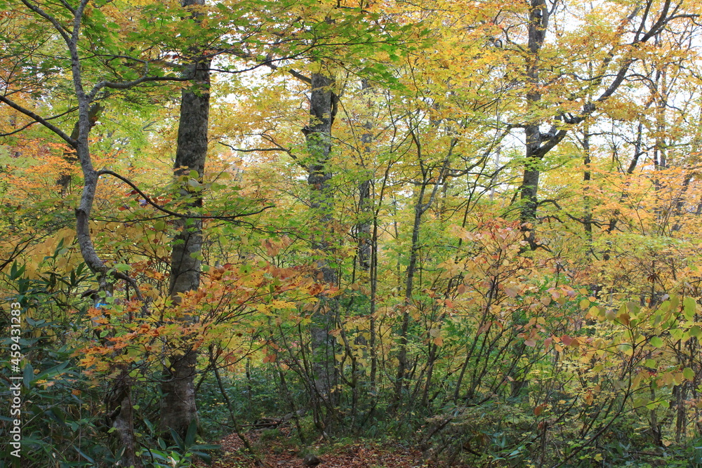秋の尾瀬。アヤメ平を通るハイキングコースから尾瀬ヶ原へと下りる山。黄色と紅に包まれた森。