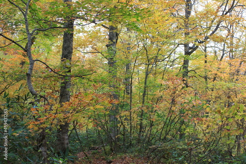Fototapeta Naklejka Na Ścianę i Meble -  秋の尾瀬。アヤメ平を通るハイキングコースから尾瀬ヶ原へと下りる山。黄色と紅に包まれた森。