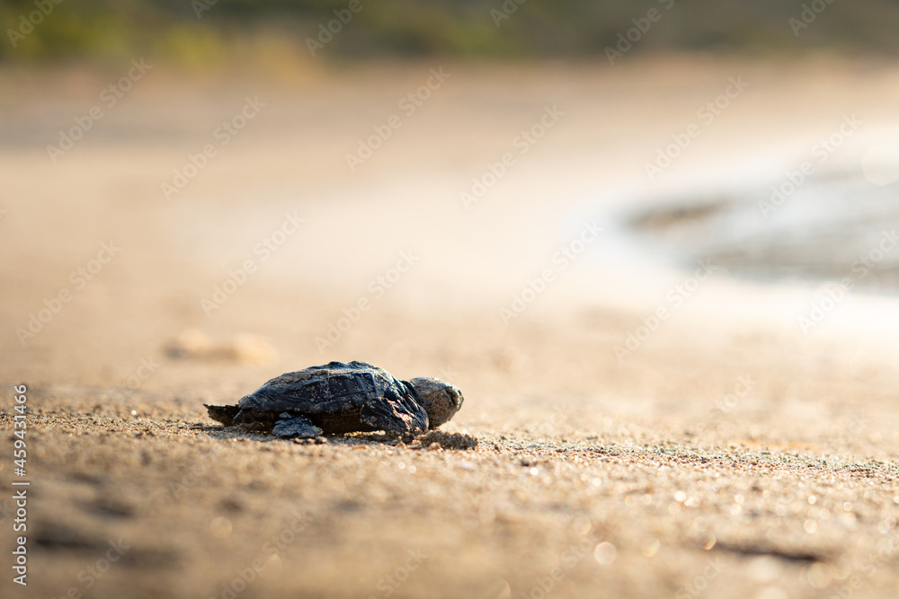 Baby Loggerhead Turtle at Kefalonia (Greece) Stock Photo | Adobe Stock