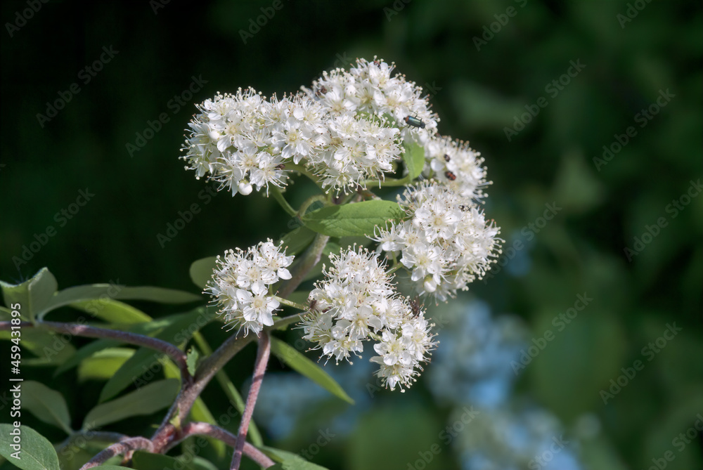Rowan (Sorbus aucuparia) in park, Central Russia Rowan (Sorbus aucuparia) in park, Central Russia