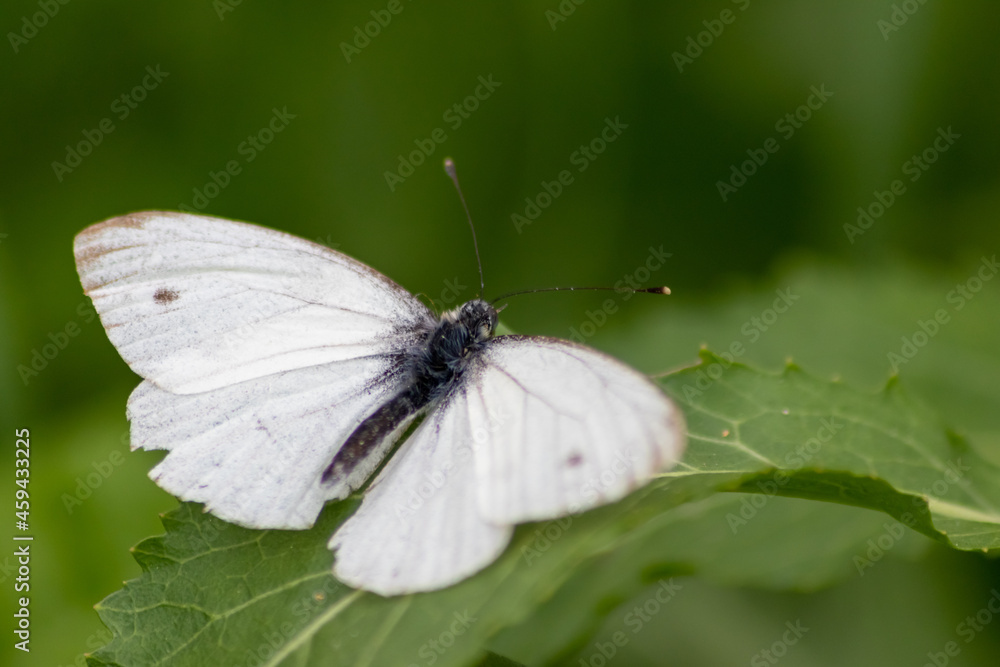 White butterfly with black dots on a stinging-nettle warms up in sunlight on a shiny summer day for pollination and mating on green leaves and a natural blurred background filigree insect for nectar White butterfly with black dots on a stinging-nettle warms up in sunlight on a shiny summer day for pollination and mating on green leaves and a natural blurred background filigree insect for nectar