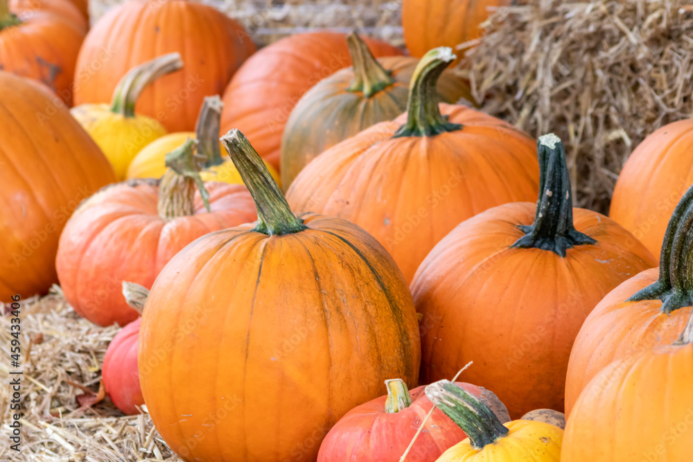 Many ripe Halloween pumpkins as delicious vegetable in fall and thanksgiving season is the orange fruit for farming harvest to show big garden vegetables cucurbita growing till October for holidays