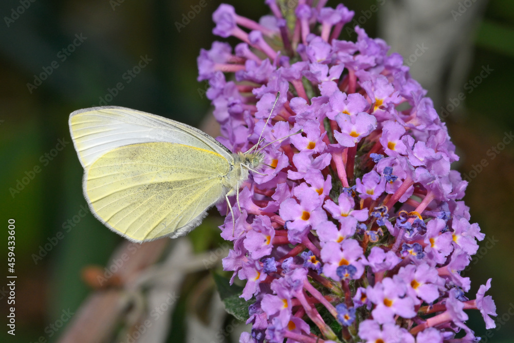 Small white // Kleiner Kohlweißling (Pieris rapae) Small white // Kleiner Kohlweißling (Pieris rapae)