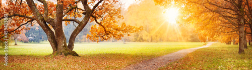 Beautiful oak tree in the autumnal park