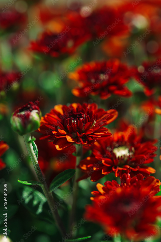 Red chrysanthemum flowers close up as a beautiful nature background. Fall theme concept. Selective focus Red chrysanthemum flowers close up as a beautiful nature background. Fall theme concept. Selective focus