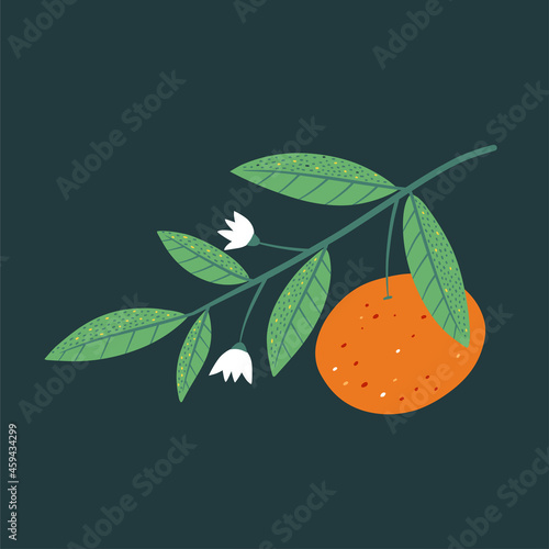 Modern illustration with mandarin isolated on dark background. Botany art print. Vector illustration.