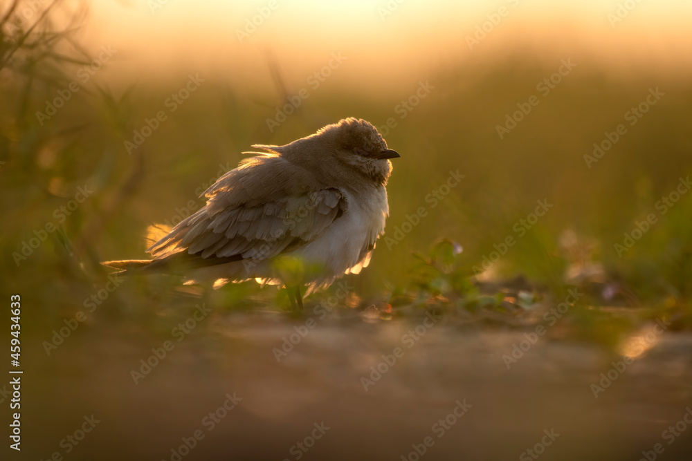 Fototapeta premium Small pratincole, Glareola lactea in SUnset
