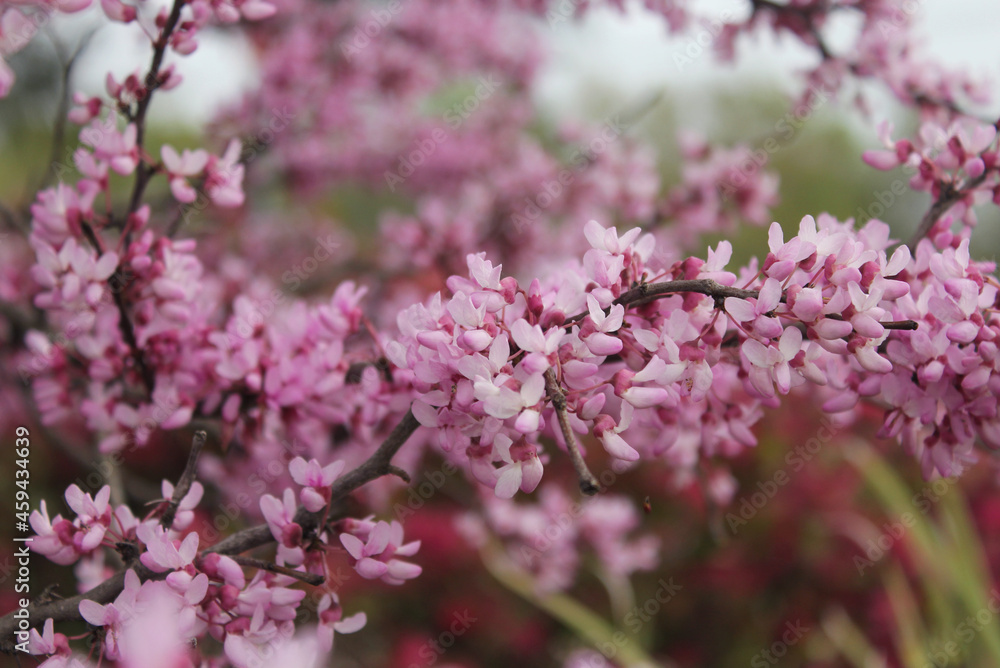 Texas Redbud Tree Cercis canadensis Close up Texas Redbud Tree Cercis canadensis Close up