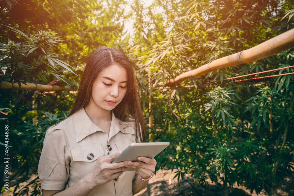 Smart young Woman Cannabis farmer using tablet modern technology to monitor control Marijuana or Hemp plantation. Smart young Woman Cannabis farmer using tablet modern technology to monitor control Marijuana or Hemp plantation.