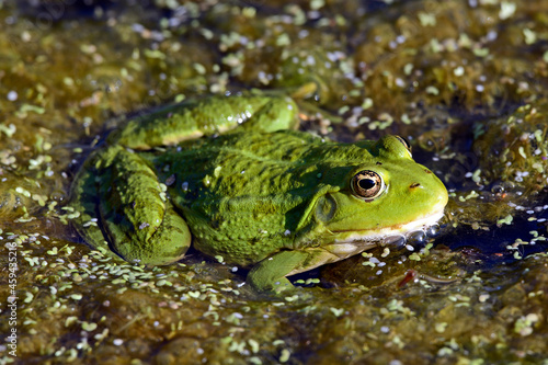 Seefrosch // Marsh frog (Pelophylax ridibundus)