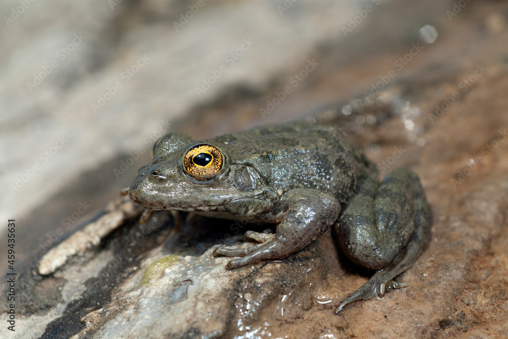Fototapeta premium Karpathos frog // Karpathos-Wasserfrosch (Pelophylax cerigensis)