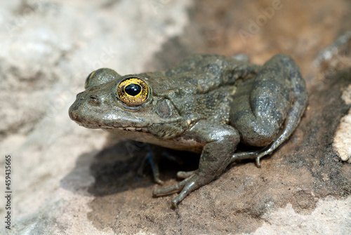 Karpathos-Wasserfrosch // Karpathos frog (Pelophylax cerigensis)