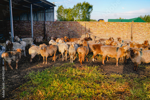 Sheep in the sheep pen in the warm sun in the morning