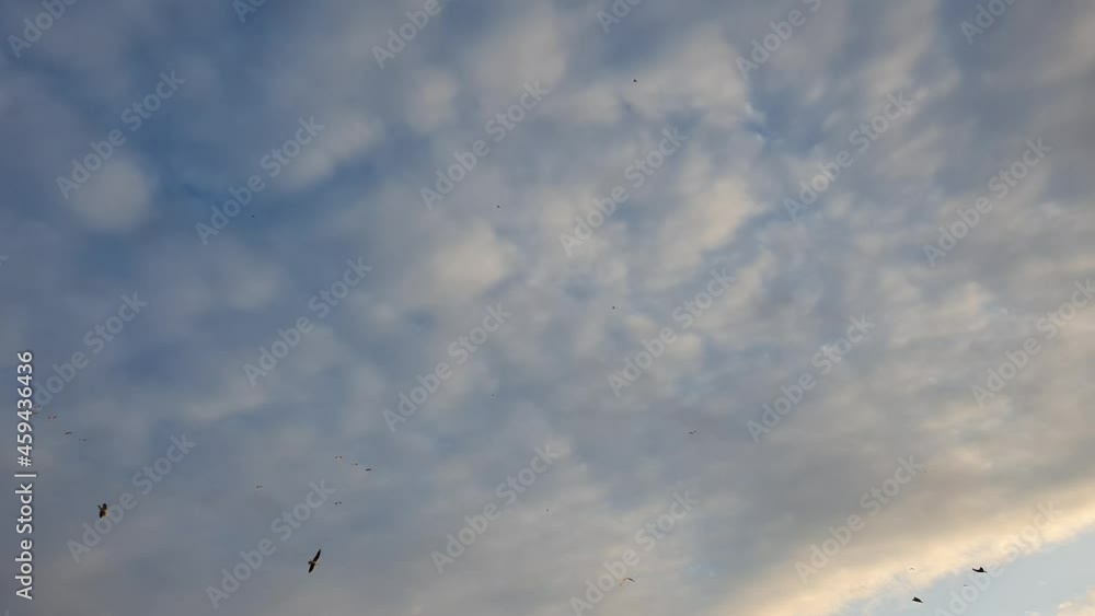 Flocks of different birds flying in the air over sky and clouds background. Autumn migration, seasonal cloudscape scene Flocks of different birds flying in the air over sky and clouds background. Autumn migration, seasonal cloudscape scene