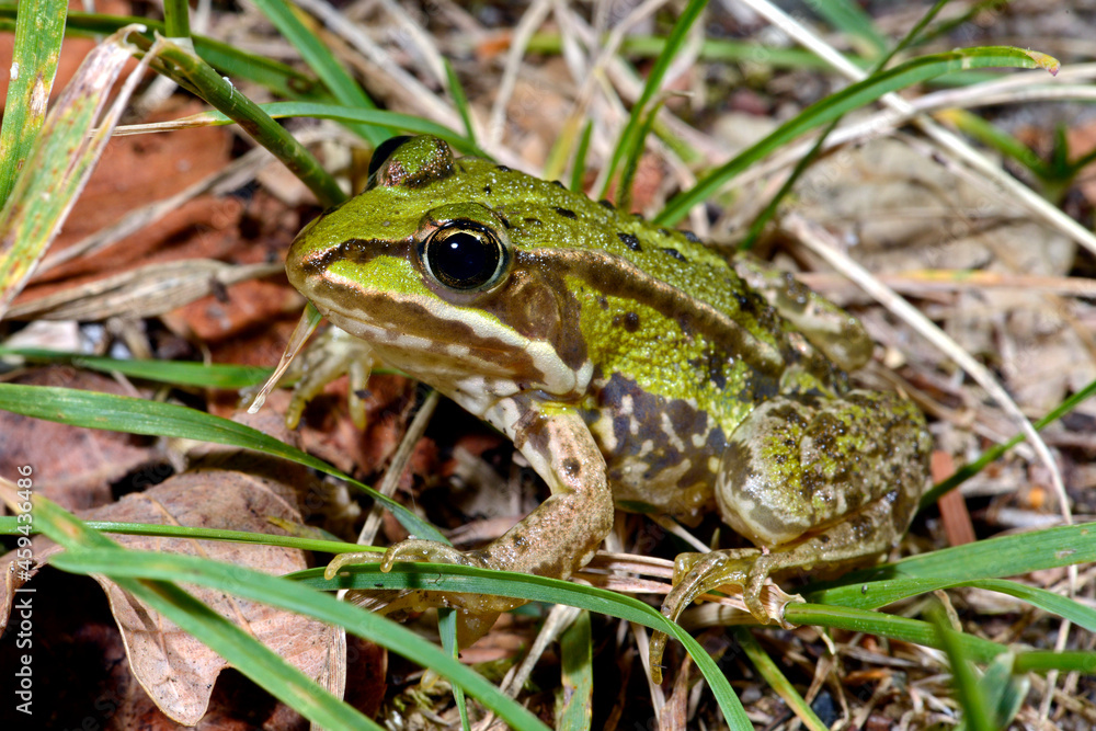 Edible frog // Teichfrosch (Pelophylax esculentus) Edible frog // Teichfrosch (Pelophylax esculentus)