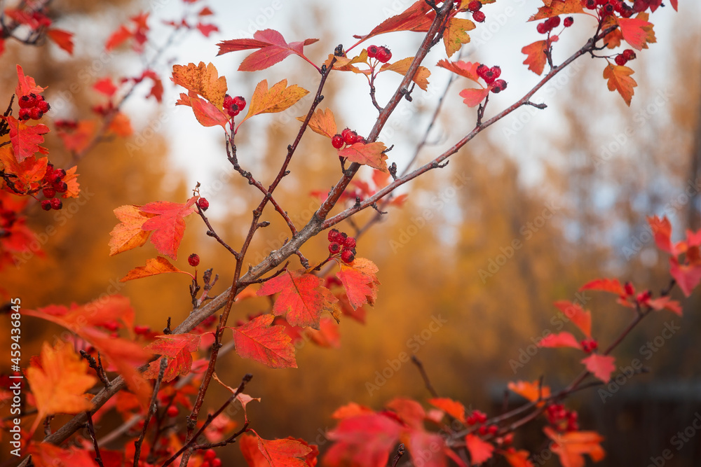 Autumn landscape with hawthorn branch Autumn landscape with hawthorn branch