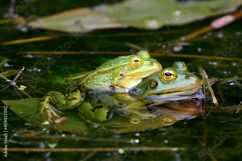 Kleiner Wasserfrosch    Pool frog  Pelophylax lessonae 