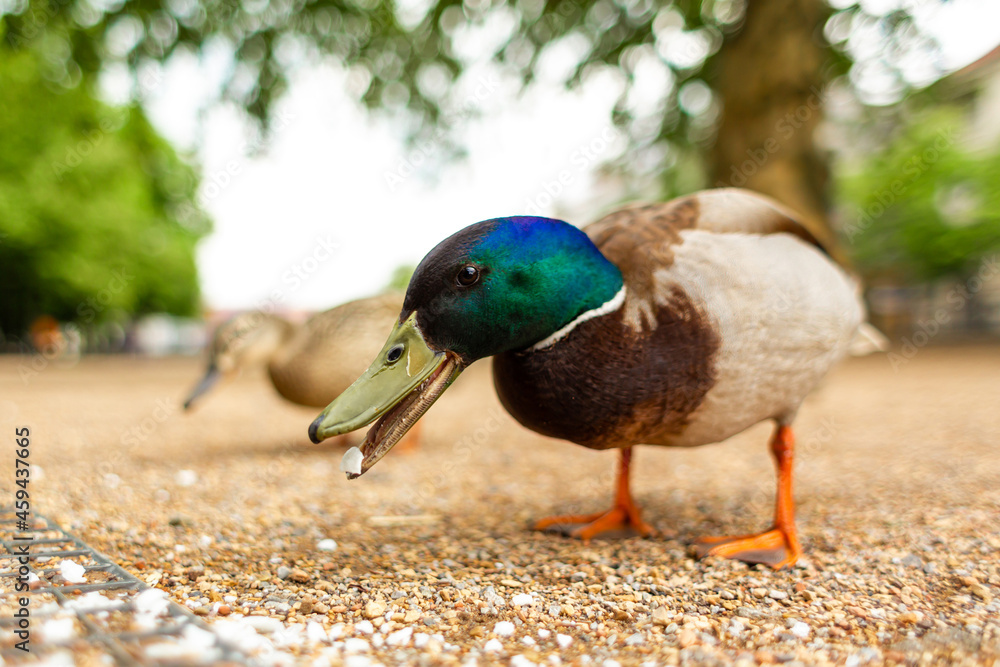 Duck living in a city park. Duck portrait Duck living in a city park. Duck portrait