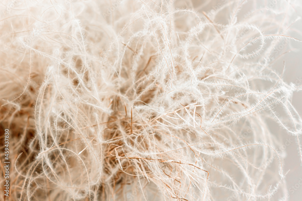 Fototapeta premium Abstract feather grass closeup for wabi-sabi interior design. Natural fluffy decoration for cozy minimalist home, earth beige and sandy tones backdrop