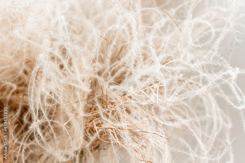Abstract feather grass closeup for wabi-sabi interior design. Natural fluffy decoration for cozy minimalist home, earth beige and sandy tones backdrop