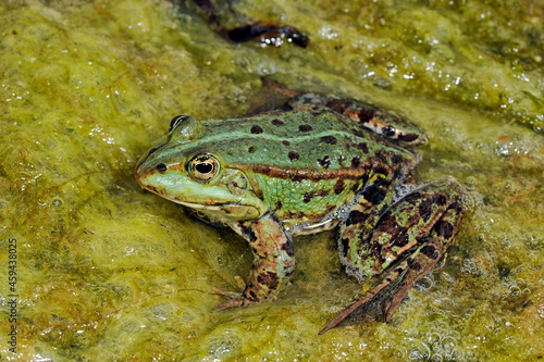 Edible frog // Teichfrosch (Pelophylax esculentus)