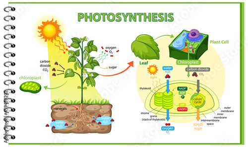 Diagram showing process of photosynthesis in plant