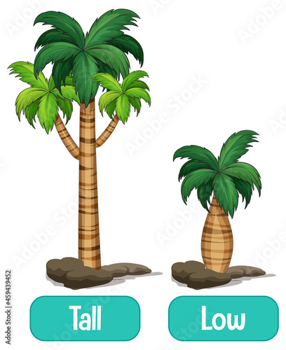 Opposite words with tall and low