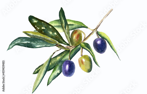 Hand drawn watercolor illustration olive and sea ​​buckthorn