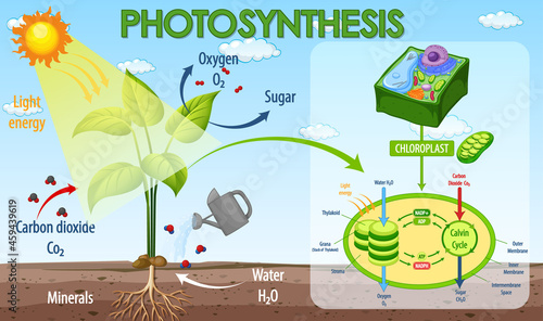 Diagram showing process of photosynthesis in plant