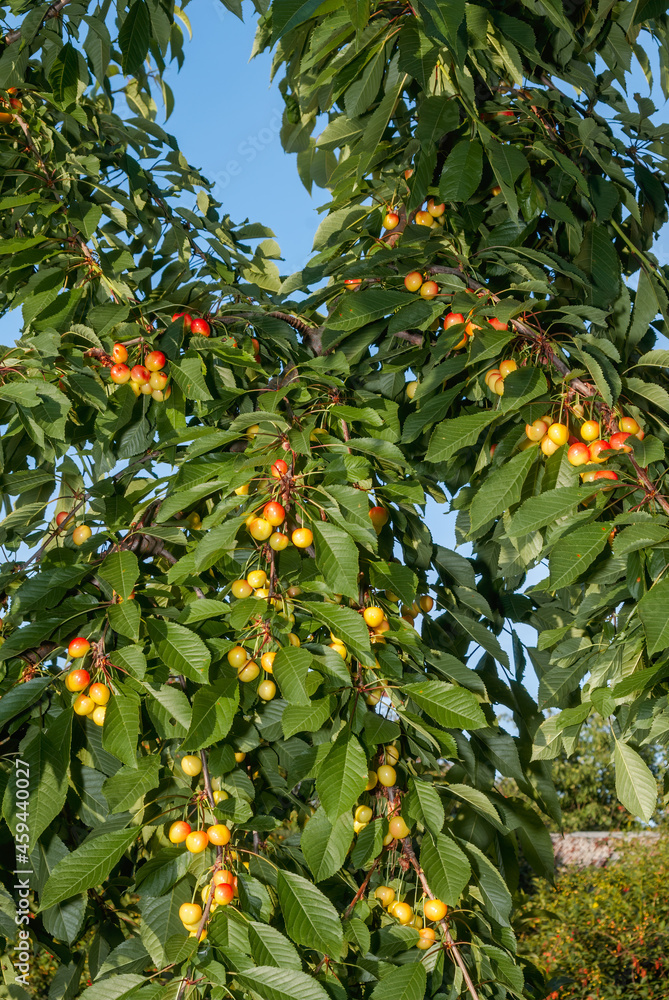 Sweet Cherry (Prunus avium) in orchard, Central Russia Sweet Cherry (Prunus avium) in orchard, Central Russia