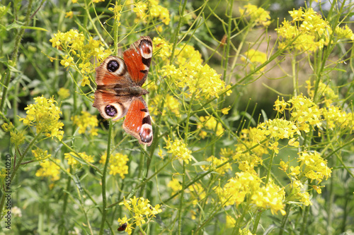 butterfly from the family rusalkowatych. Polish name 