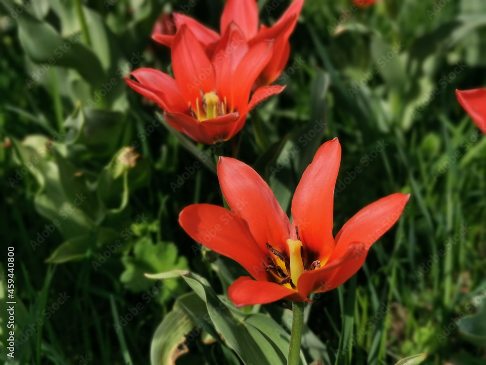 Red tulips with sharp petals and a black center. The festival of tulips on Elagin Island in St. Petersburg. Red tulips with sharp petals and a black center. The festival of tulips on Elagin Island in St. Petersburg.