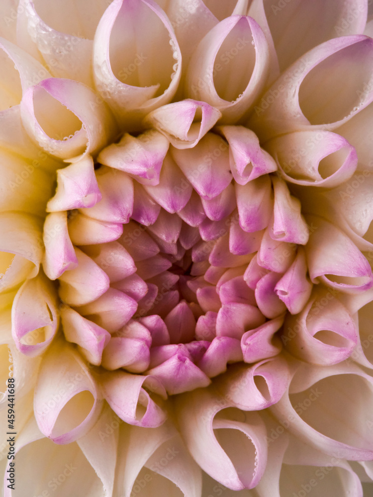 Dahlias are blooming. White and pink flower petals close-up. A bright, delicate illustration on a floral theme. The bud blooms in July, August or September. Macro Dahlias are blooming. White and pink flower petals close-up. A bright, delicate illustration on a floral theme. The bud blooms in July, August or September. Macro