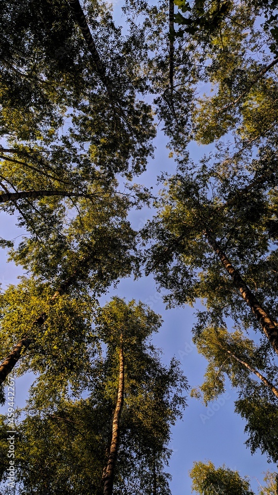 trees in the forest trees in the forest