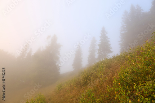 Picturesque view of foggy forest. Beautiful mountain landscape