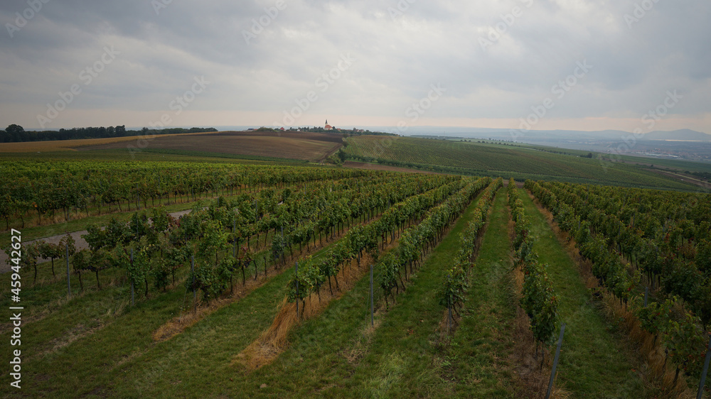Czech Republic wine region of Moravia aerial view, vineyard in Kobyli
